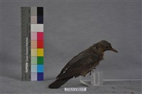Blue Rock Thrush Collection Image, Figure 1, Total 8 Figures